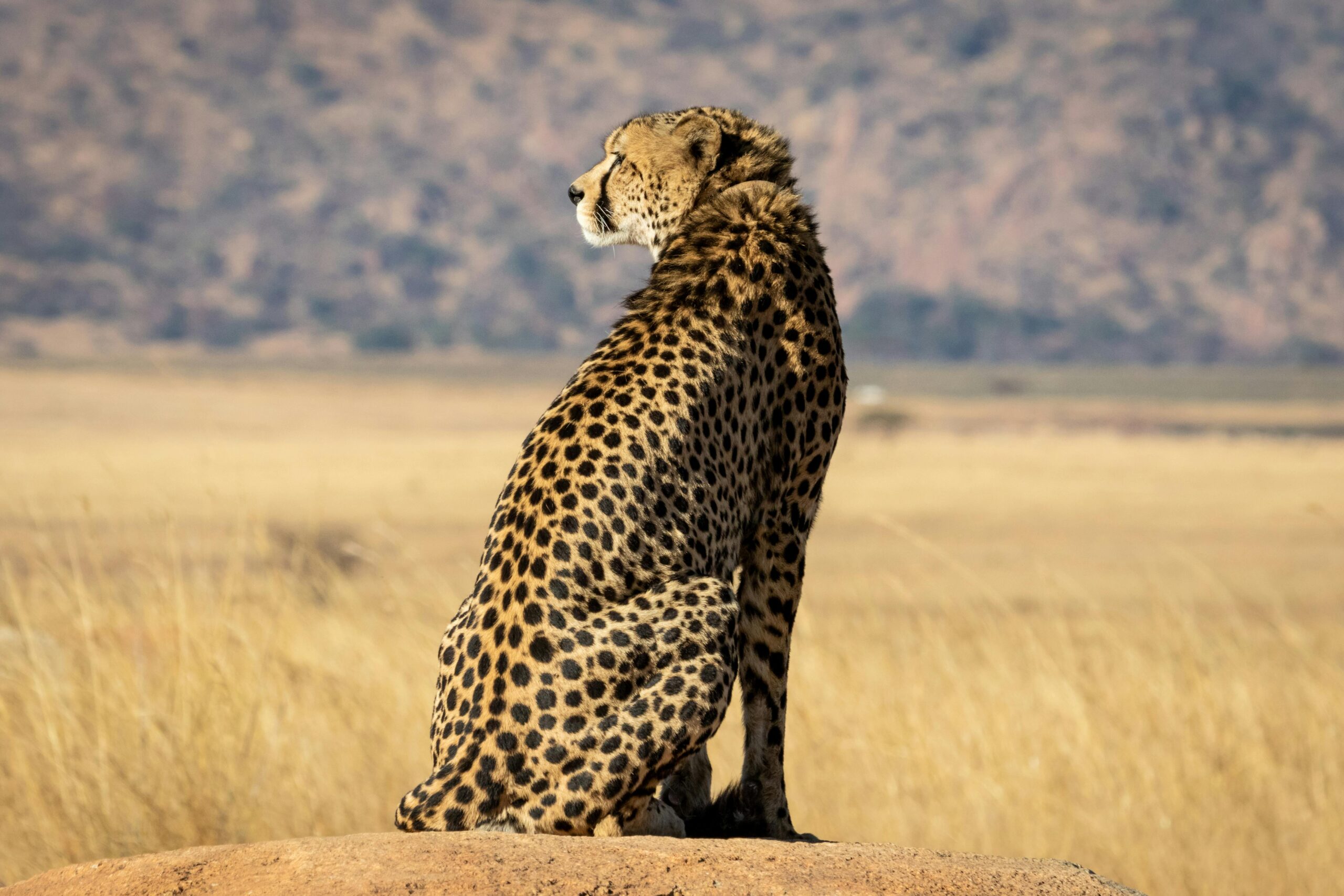 Cheetah Corridor